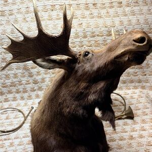 Moose Head Wall Mount Decor